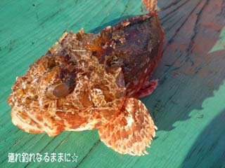 0429 ガシラ.jpg