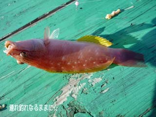 0431 ベラ.jpg