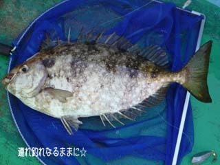 0433 アイゴ.jpg