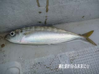 0436 アジ.jpg