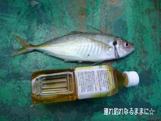 0437 デカアジ.jpg