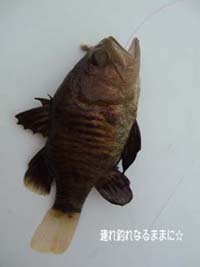 0566 なぞの魚.jpg