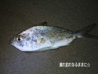 0571 なぞの魚.jpg