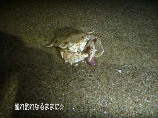 0572 蟹.jpg