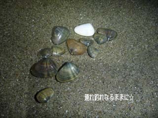 0573 アサリ.jpg
