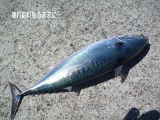 0630 メジカ.jpg