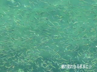0631 ベイト.jpg