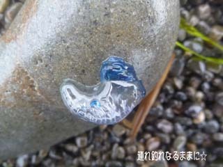 0700 くらげ.jpg