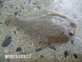 0769 ヒラメ.jpg