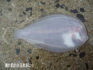 0770 ヒラメ裏.jpg
