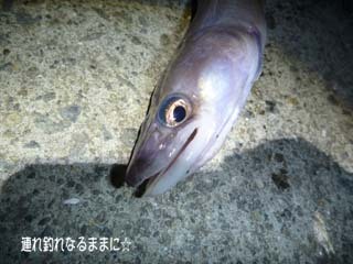 0776 クロ.jpg