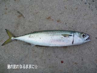 0868 サバ.jpg