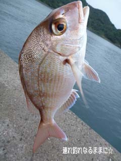 0878 21cm.jpg