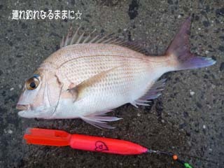 0880 真鯛32cm.jpg
