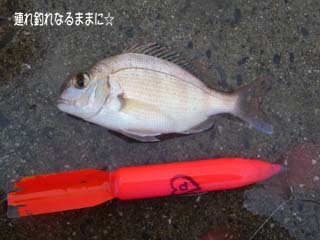 0881 チャリコ.jpg