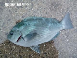 0883 グレ.jpg