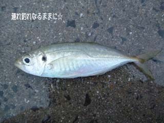 0884 アジ.jpg