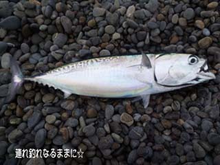 0897 a浜初メジカ.jpg