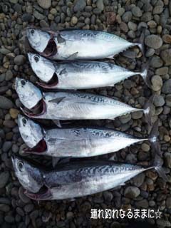 0903 釣果.jpg