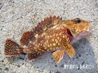 0953 ガシラ.jpg