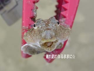 0962 ガッチョ.jpg
