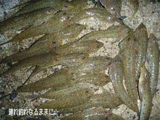 0965 ガッチョ.jpg