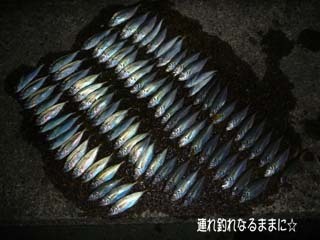 0980 アジ.jpg